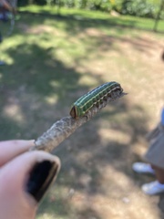 Lapara coniferarum