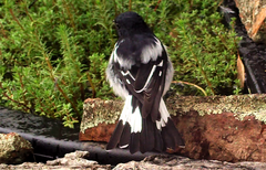 Melanodryas cucullata