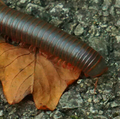 Narceus americanus