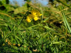 Rhamphospermum arvense