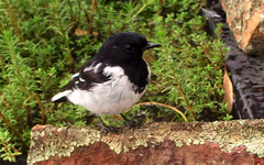 Melanodryas cucullata