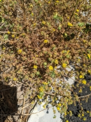 Centromadia parryi australis