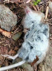 Sorex cinereus