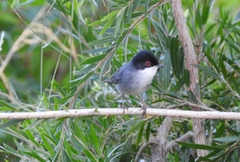 Curruca melanocephala