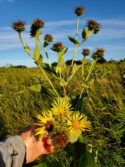 Inula helenium
