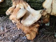 Laetiporus conifericola