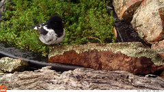 Melanodryas cucullata