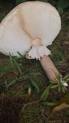 Amanita rubescens