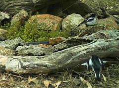 Melanodryas cucullata