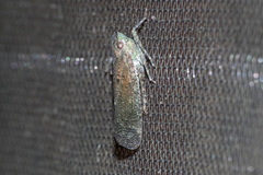 Fulgoridae