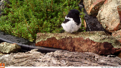 Melanodryas cucullata