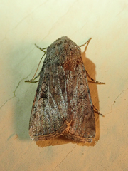 Noctuinae