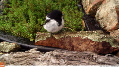 Melanodryas cucullata