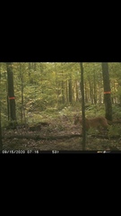 Puma concolor couguar