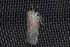 Fulgoridae