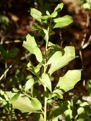 Baccharis salicina