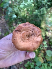 Lactarius xanthogalactus