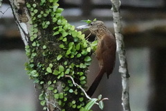 Xiphorhynchus elegans