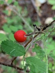Rosa gymnocarpa