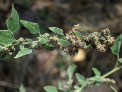 Chenopodium berlandieri