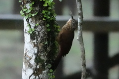 Xiphorhynchus elegans