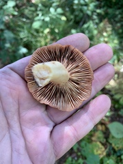 Lactarius xanthogalactus