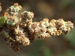 Chenopodium berlandieri