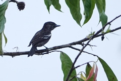 Pachyramphus polychopterus