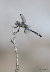 Libellula composita