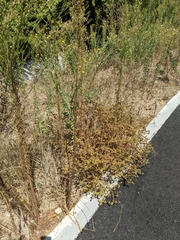 Centromadia parryi australis