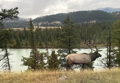 Cervus canadensis canadensis