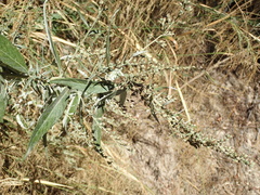 Artemisia douglasiana