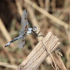Libellula composita