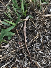 Elgaria multicarinata webbii