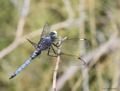 Libellula comanche