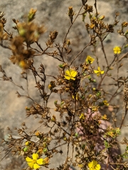 Deinandra fasciculata