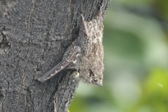 Rhynchonycteris naso
