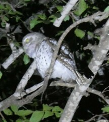 Glaucidium capense