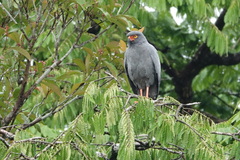 Buteogallus schistaceus