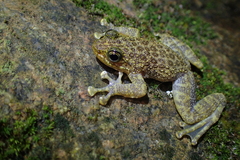 Amolops hongkongensis