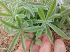 Lupinus sericeus