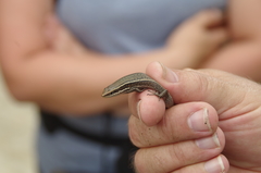 Eutropis bontocensis