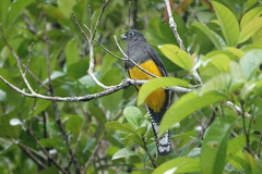 Trogon viridis