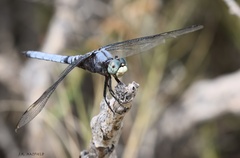 Libellula comanche