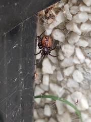 Steatoda borealis