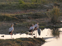 Mycteria ibis