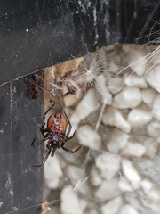 Steatoda borealis