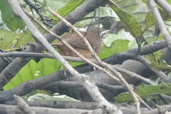 Pheugopedius genibarbis