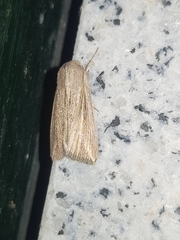 Mythimna riparia