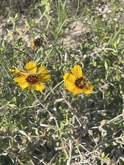 Coreopsis basalis